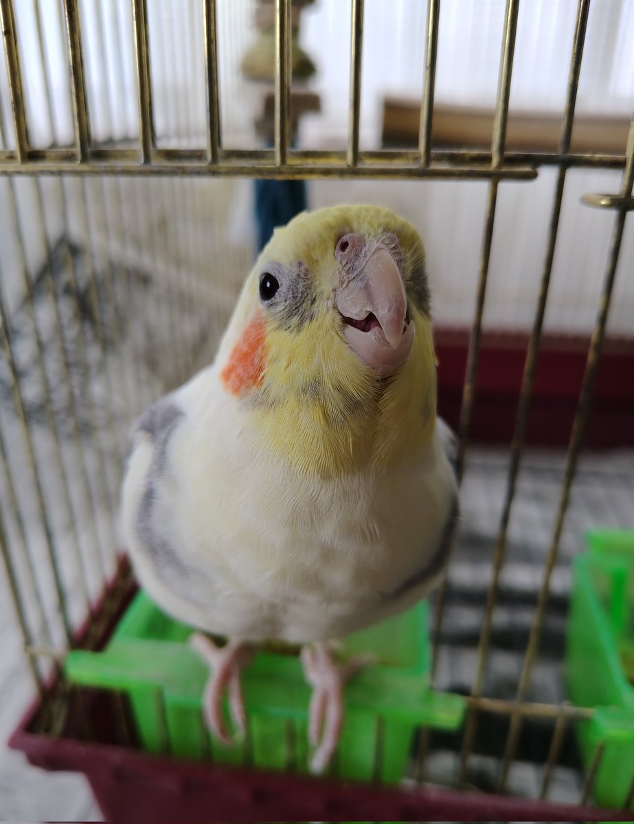 なつ君おはよ～
さぁ遊びましょう🤤🦜🦜

#オカメインコ
#インコ
#おはよ
#放鳥