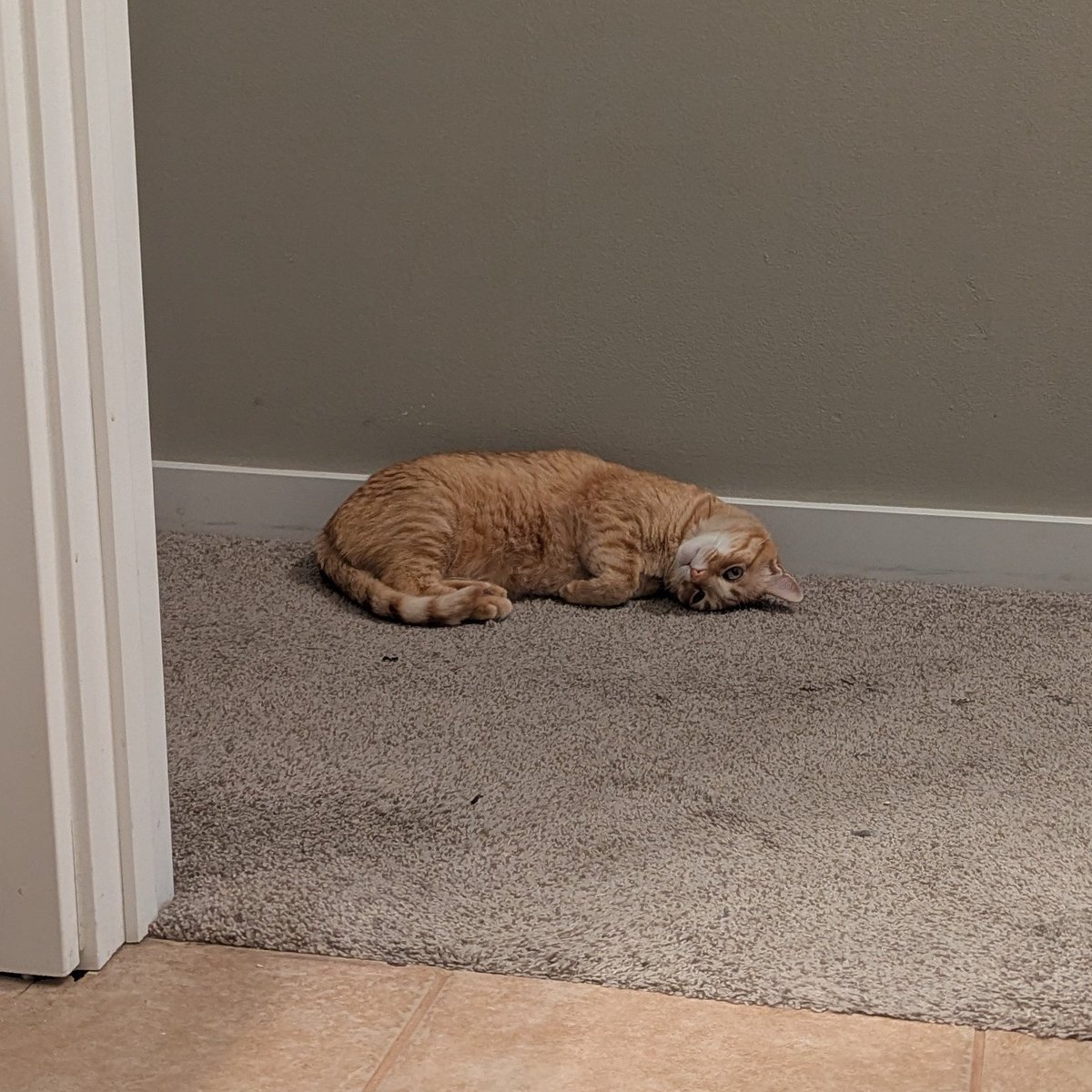 Jack the Cat 🧡🖤 tweet media