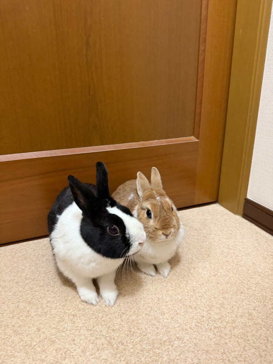 うさぎ専門店ココロのおうち (@kokoro_info) / Posts / X