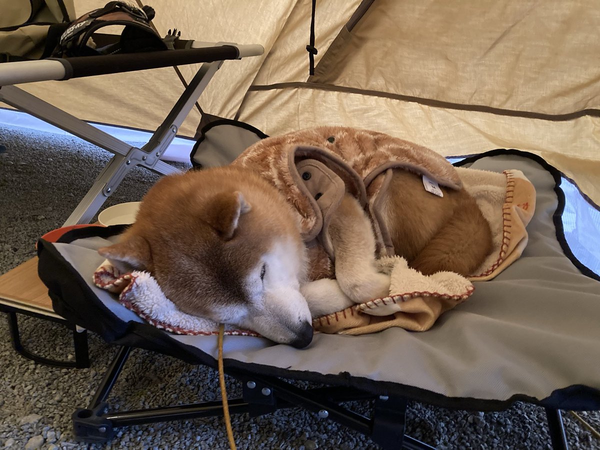sibafukuchan's tweet photo. 冬キャンの朝
二度寝するワンコ🐕
#柴犬
#未完の里 https://t.co/ShnCVtjdbm