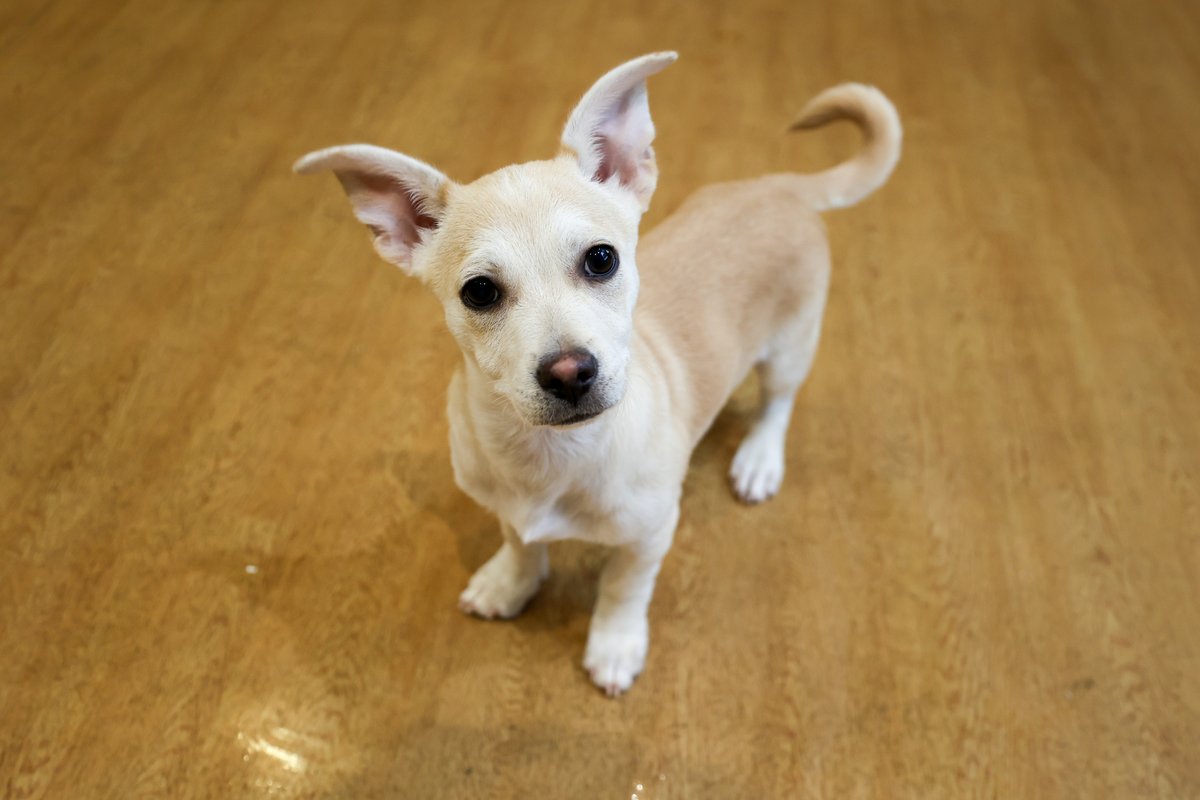 PAWSChicago tweet media