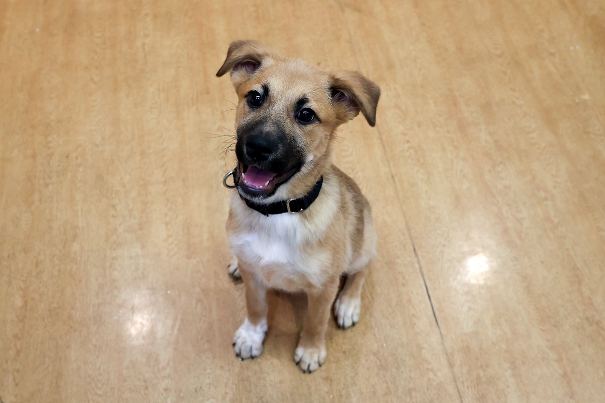 PAWSChicago tweet media