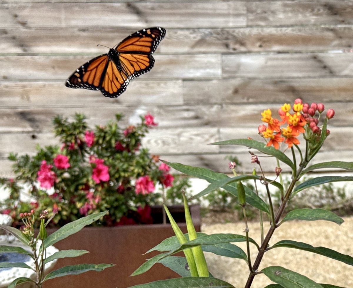 The real Monarch. L.A. today. #butterfly <a href="/ImprovAmbassadr/">Byron</a> <a href="/mikebarnicle/">Mike Barnicle</a> <a href="/ScarboroughNow/">Joe Scarborough</a> <a href="/jaketapper/">Jake Tapper 🦅</a> #Monarch <a href="/JohnJHarwood/">John Harwood</a> <a href="/JReinerMD/">Jonathan Reiner</a> <a href="/NormOrnstein/">Norman Ornstein</a> <a href="/mikeallen/">Mike Allen</a> <a href="/kasie/">Kasie Hunt</a> <a href="/hwinkler4real/">Henry Winkler</a> <a href="/Nick_Anderson_/">Nick Anderson/Political Cartoonist</a> <a href="/mluckovichajc/">mike luckovich</a> <a href="/deAdder/">Michael de Adder</a> <a href="/AnnTelnaes/">Ann Telnaes</a> <a href="/emoconnor/">Eileen O'Connor</a> <a href="/donwinslow/">Don Winslow</a>
