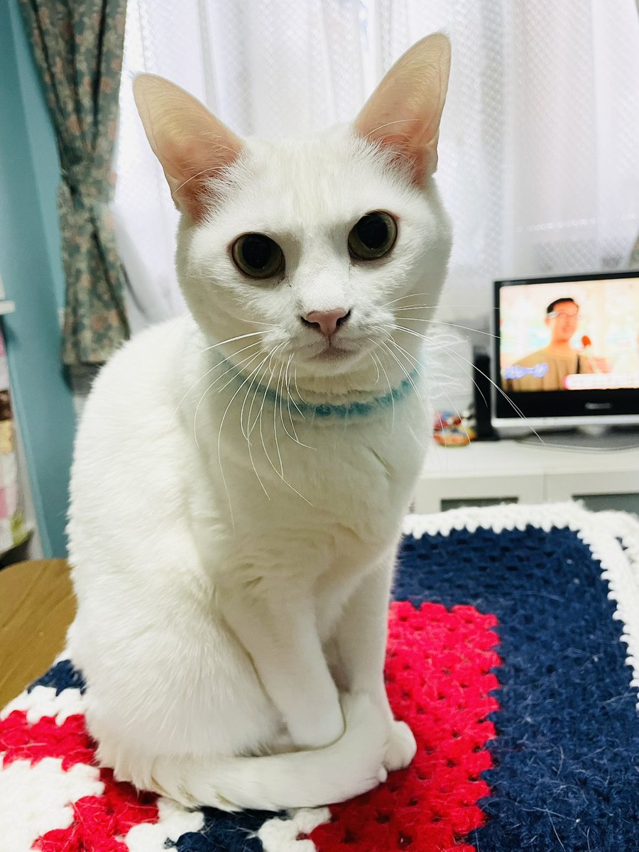 おはようございます
今日は雪になるらしいですよ❄️

ティナちゃんみたいに真っ白い❄️が積もるのかな？

暖かくして過ごしましょう💖

#白猫のティナちゃん