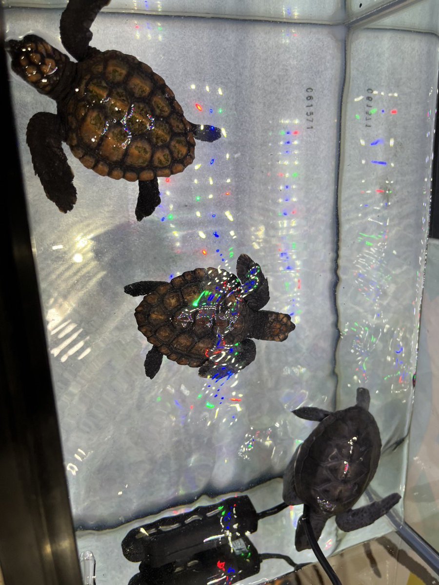 串本海中公園センター tweet media