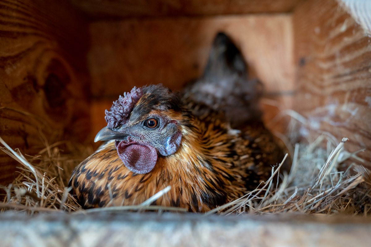 Texas A&M AgriLife tweet media