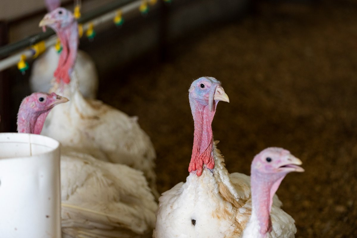 Texas A&M AgriLife tweet media