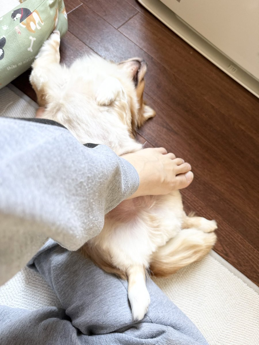 shiledofsmile's tweet photo. エムるなワンコから
おはよーございます🤣 https://t.co/6bSGv4Ko52