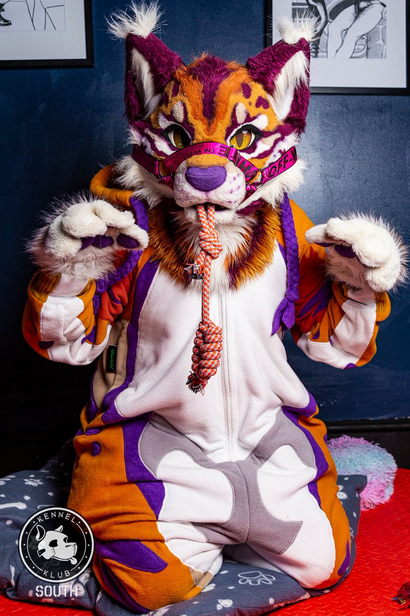 Kennel Klub South tweet media