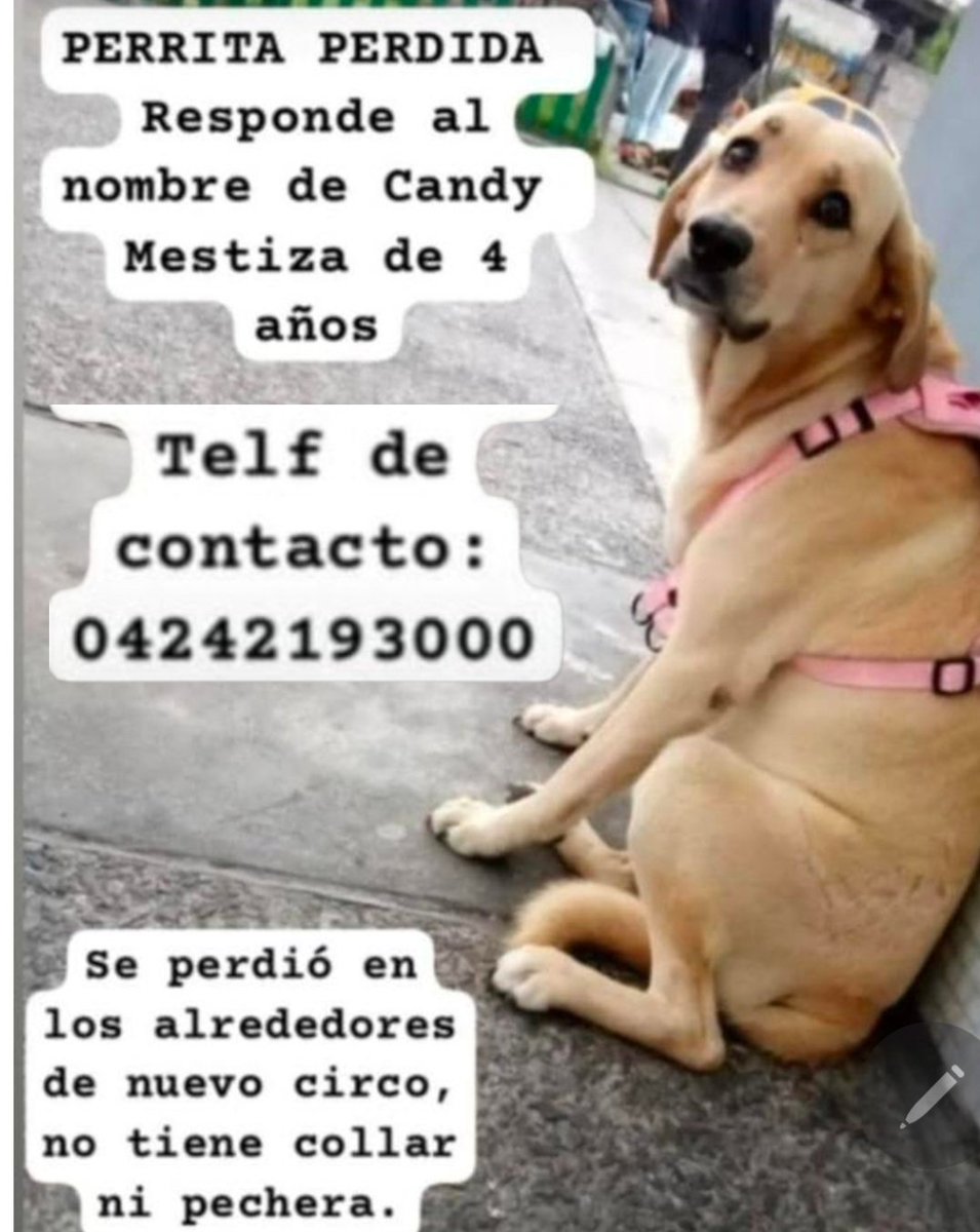 Ayudanos a encontrar a #candy. Se perdió en los alred3dores de Nuevo Circo. #Caracas