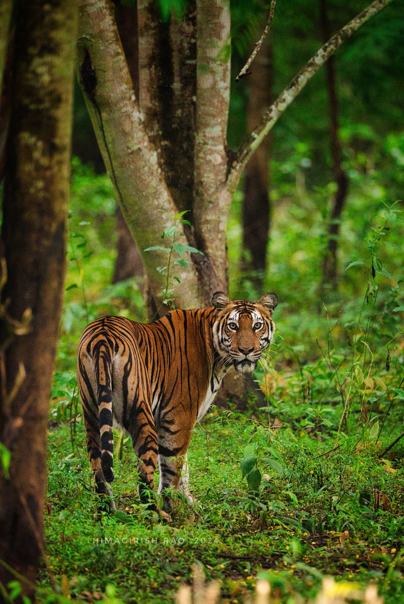 chauchaubhath's tweet image. Post something with #stripes from your gallery.