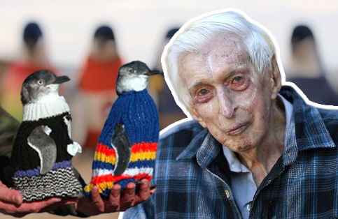 마지막까지 펭귄들이 입을 스웨터 짜준 호주 '최고령' 할아버지

1. '알프레드 알피 데이트 (Alfred Alfie Date)'씨는 2016년 당시 '110세'로 호주 최고령이었음

2. 알피 할아버지는 1932년부터 뜨개질을 시작했는데

3. "뜨개질할 줄 아신다면서요?" 요양원에 들어간지 하루도 안 돼서 간호사로부터