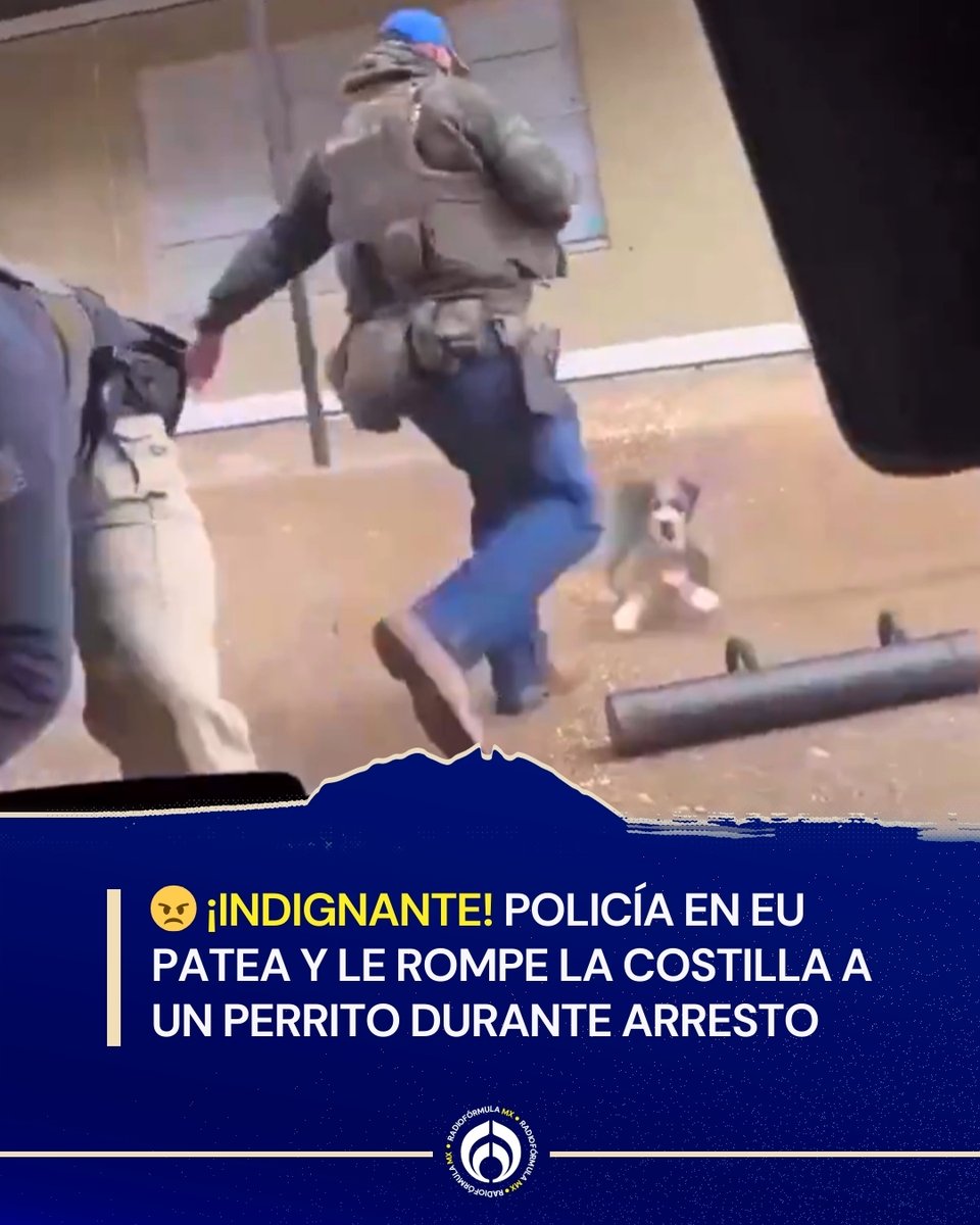❌ En un acto totalmente reprobable, un agente federal de Estados Unidos fue captado pateando a un perrito de tamaño miniatura durante un arresto en Memphis, Tennessee, dejando al animal con una costilla rota, según su propietaria, quien lo llevó al veterinario tras el incidente.