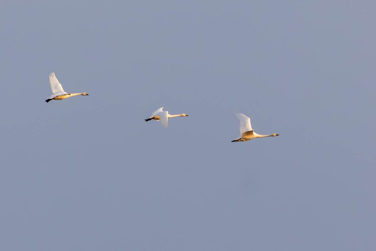 bob_k7777's tweet photo. 今日(2/7日)の野鳥写真(4つめ)はお隣滋賀県の湖西方面で撮った「コハクチョウ」
(2025/12/30影)
#野鳥写真 #滋賀 #湖西 #コハクチョウ
#EOSR6 #RF100-400mmF5.6-8IS(+1.4x)
#Lightroom
詳細はブログ( https://t.co/GqnLvRtM41 )にて https://t.co/333TpOQf0J