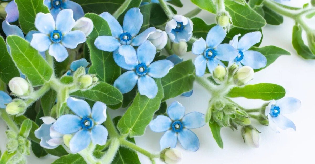 おはようございます🕊 🌱
 皆様のご健康と
     ご無事をお祈りします
       #prayforJapan 
       #prayforworld

勿忘草の花言葉

「私を忘れないで」

「真実の愛」

「真の友情」

#Flower 
#花のある暮らし