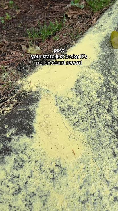 Georgia Pollen tweet media