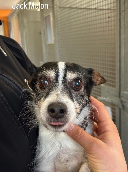 🟢 🐶 Chien trouvé le 02/02/2026 à Pipriac (35).
Femelle / Identifié(e) : Oui

☎️ 02 99 60 92 22
📧  betton@sacpa.fr

#VigiPets #chienperdu #chientrouve #chien #perdu #trouve