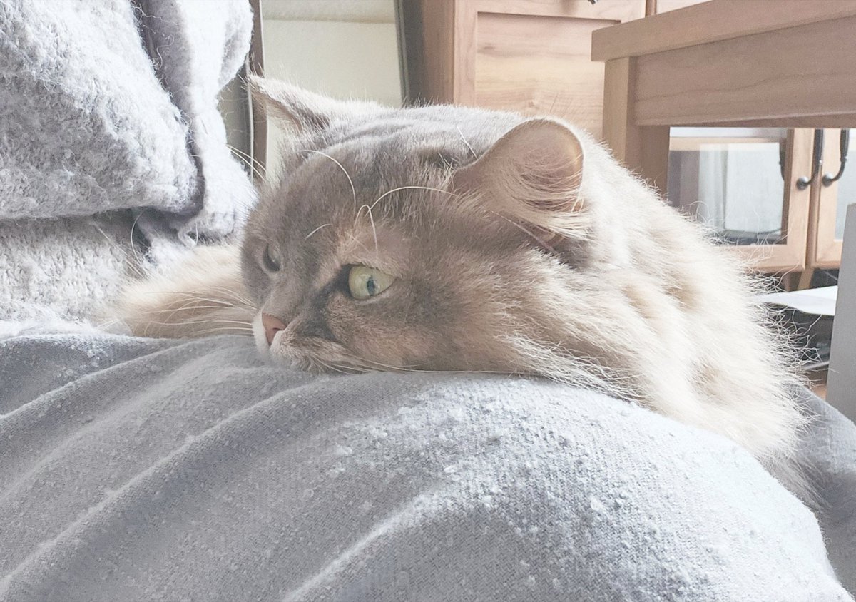 ふわふわナズナ🌱 (@fwfwnzn) / Posts / X