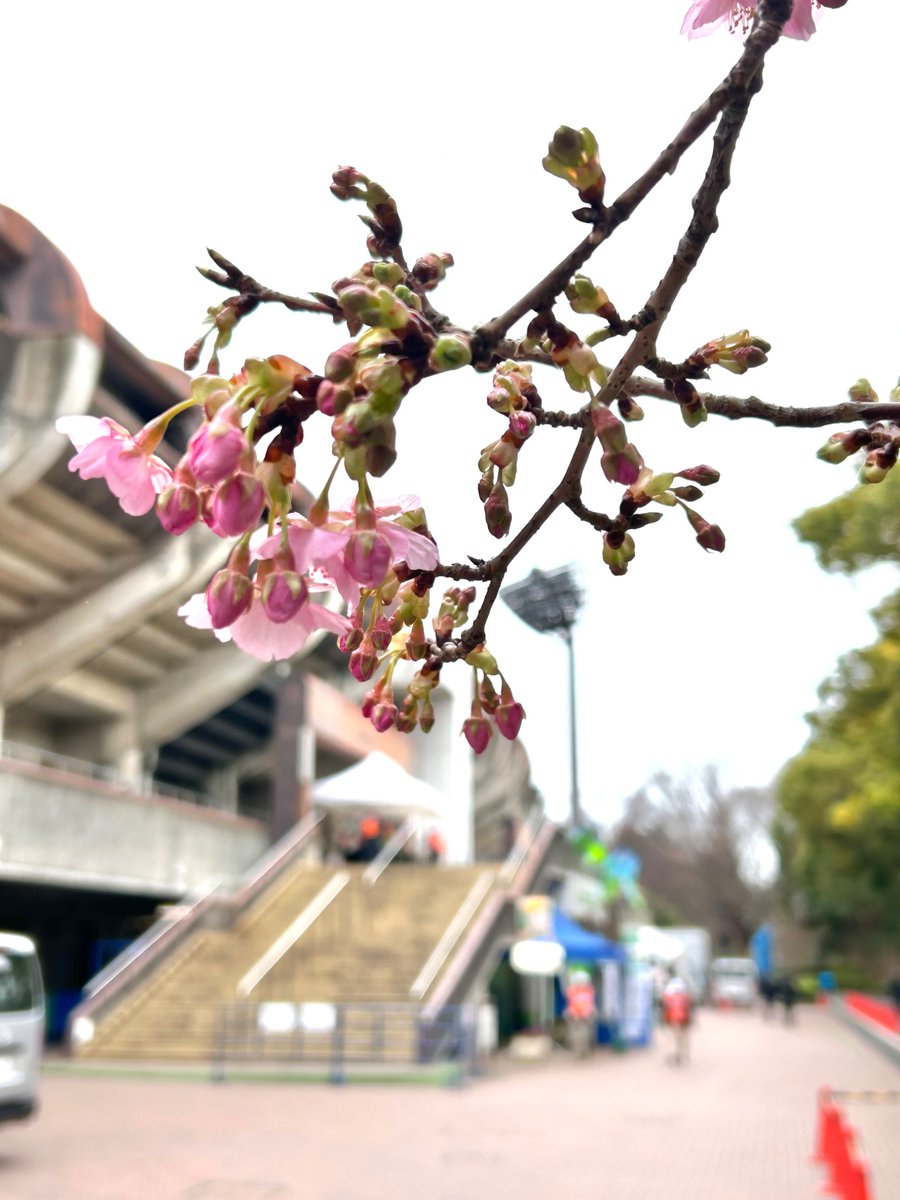sbfcvc's tweet photo. 湘南ベルマーレ開幕戦、秋田との対戦です。
秋田から来られたかたには失礼ですが…湘南地方には大雪です❄️しばらく降り続けると思われますので、皆さん風邪などひかないよう防寒しっかりしてくださいね。
そんな中でも、記念樹の河津桜が咲き始めています🌸
#bellmare https://t.co/03TuwqM0Wg