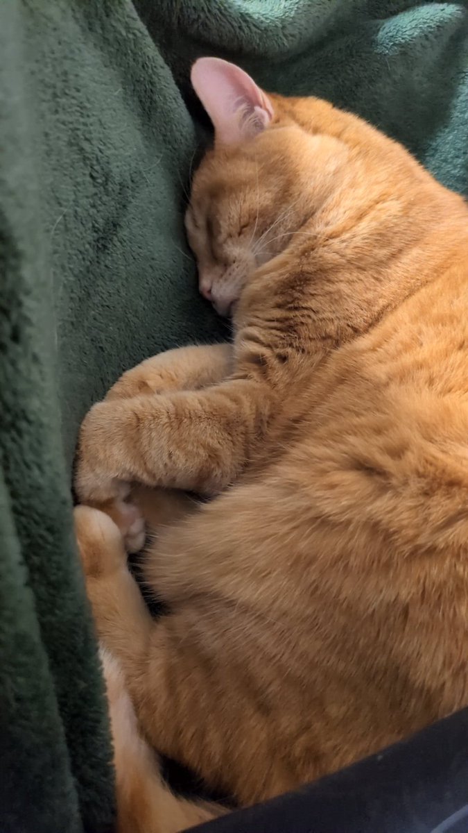 DoctorLucha's tweet image. I maxed out the leg press today and honestly I need Planet Fitness to step it up or I gotta find somewhere else

Maya unrelated but very cute