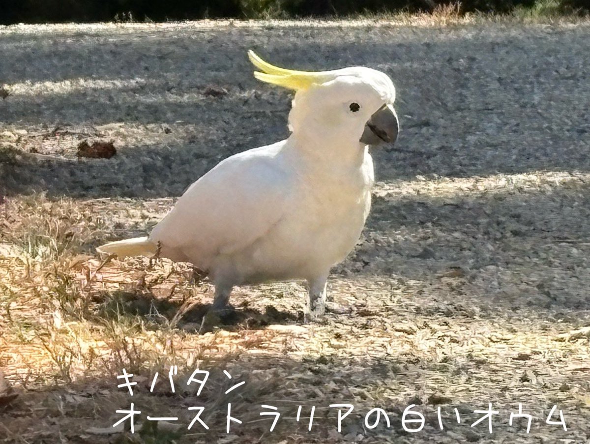 fuuusako's tweet photo. オーストラリア滞在8日目

今日はオフ。近所の公園を散歩して、のんびり過ごしました。
オーストラリアには様々な鳥がいます。朝から鳥の声で大賑わいです。庭に植えてある果実は鳥優先になるそうです。

①公園で見かけたオウム
②どこででも見かけるマグパイ
③ゴルフ場で見かけたペリカン https://t.co/VgUyIErAoY