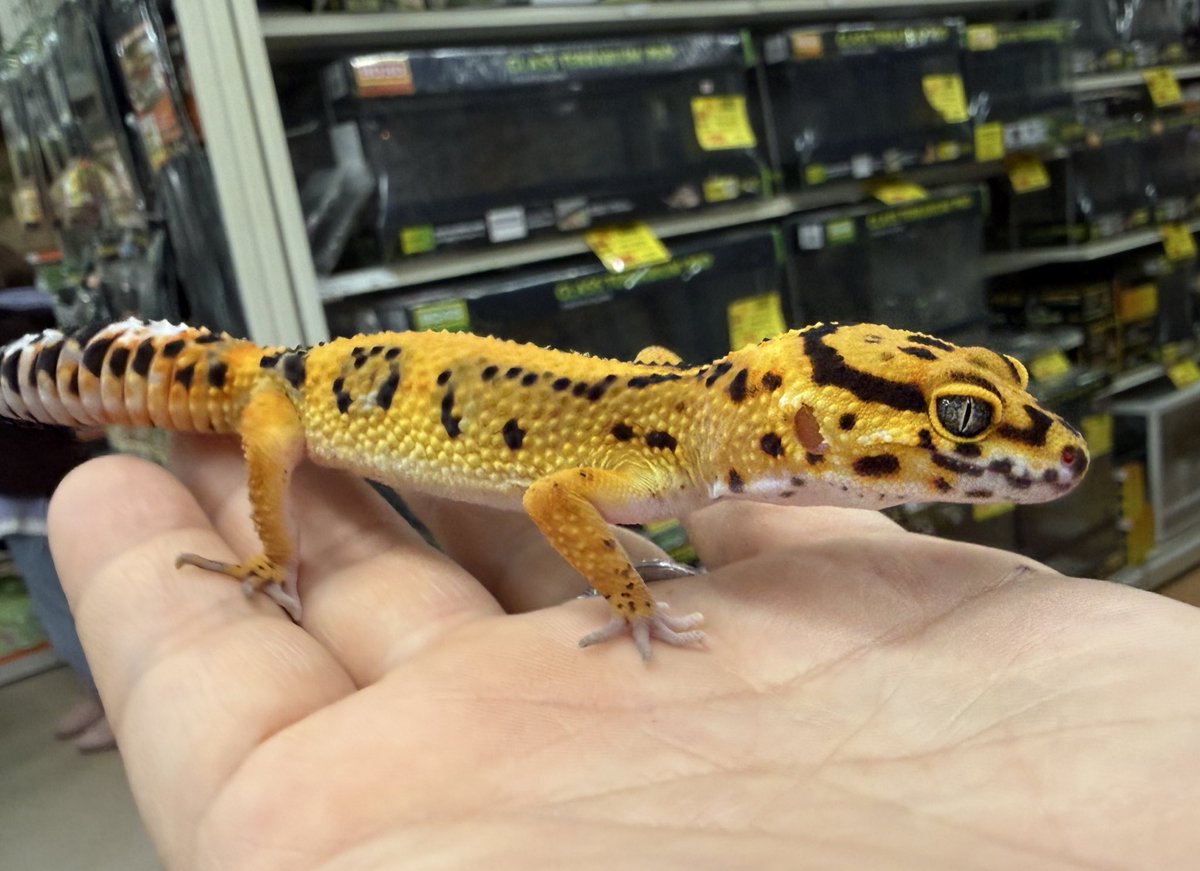 CB25.8.8のタンジェリン🍊 育つにつれていいオレンジが出てきてます