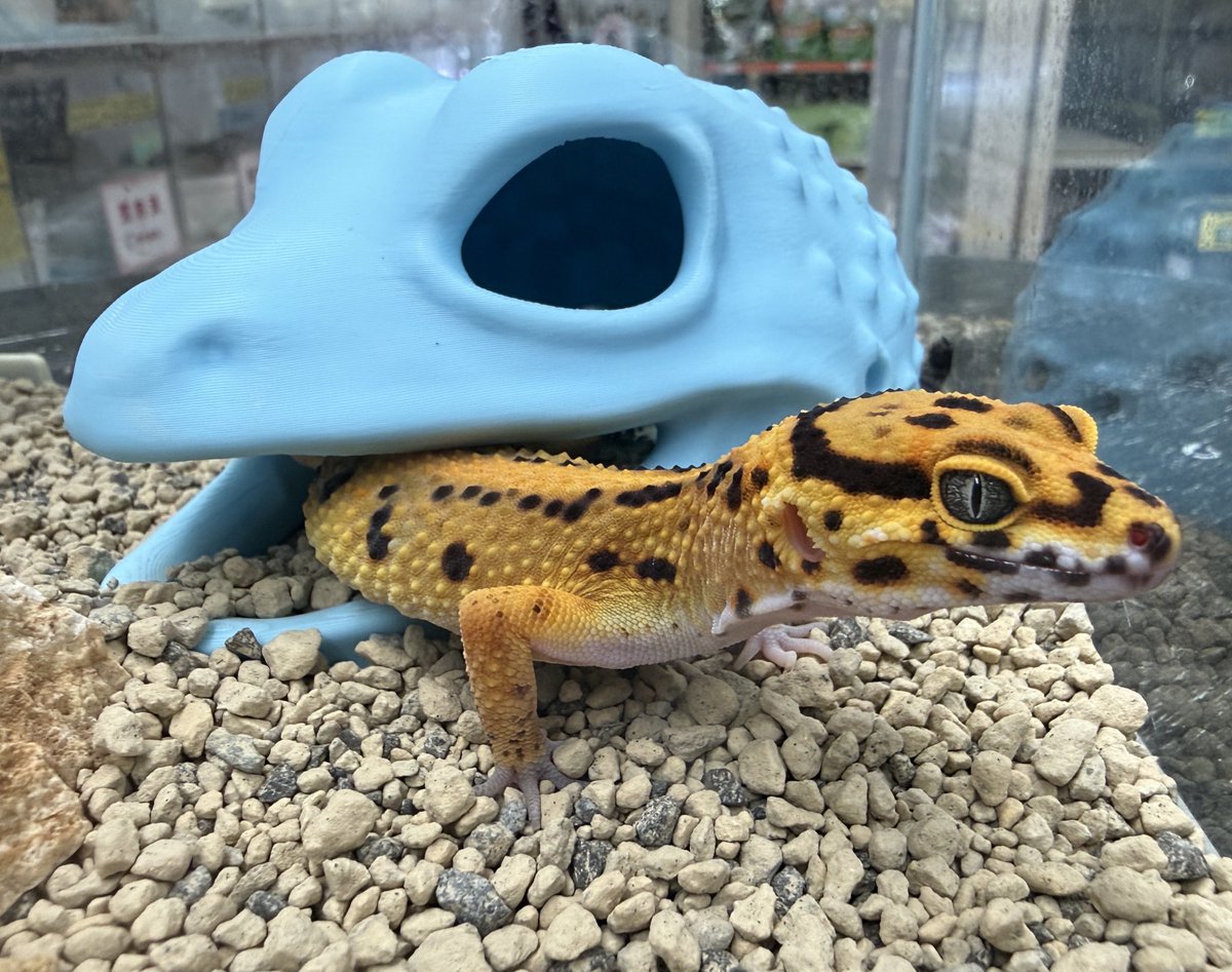 CB25.8.8のタンジェリン🍊 育つにつれていいオレンジが出てきてます