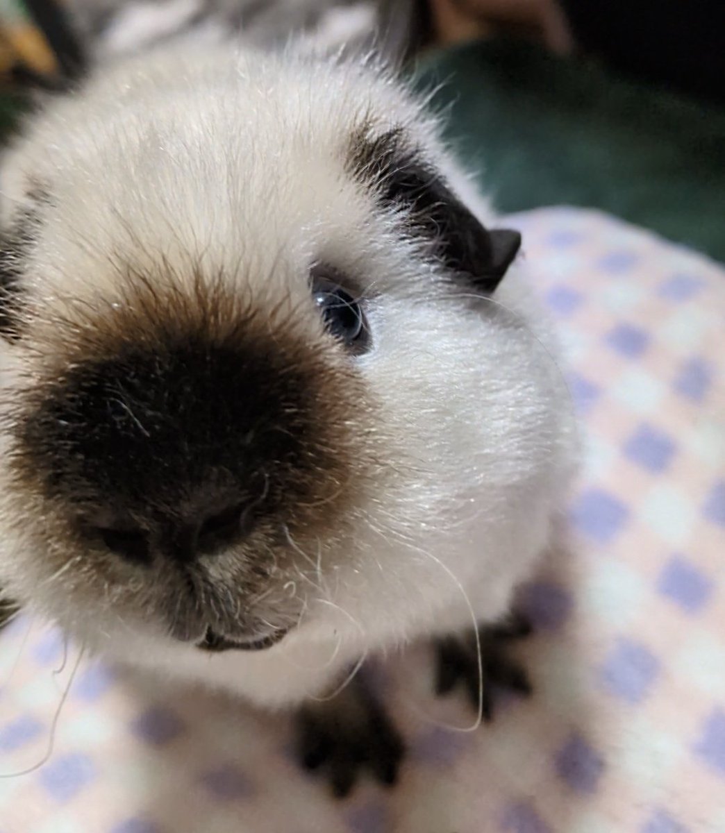 ann(ﾓﾙﾓﾙ) tweet media