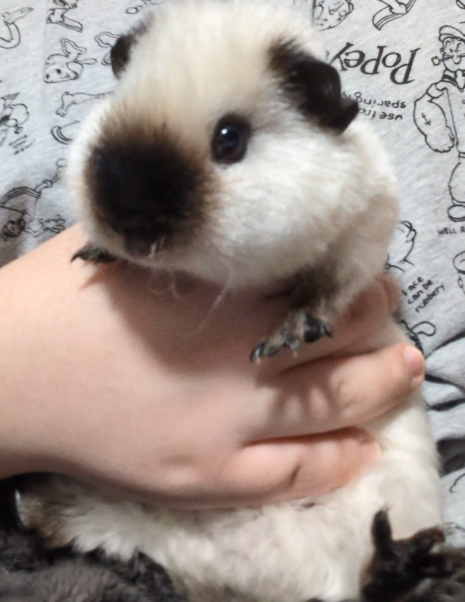 ann(ﾓﾙﾓﾙ) tweet media