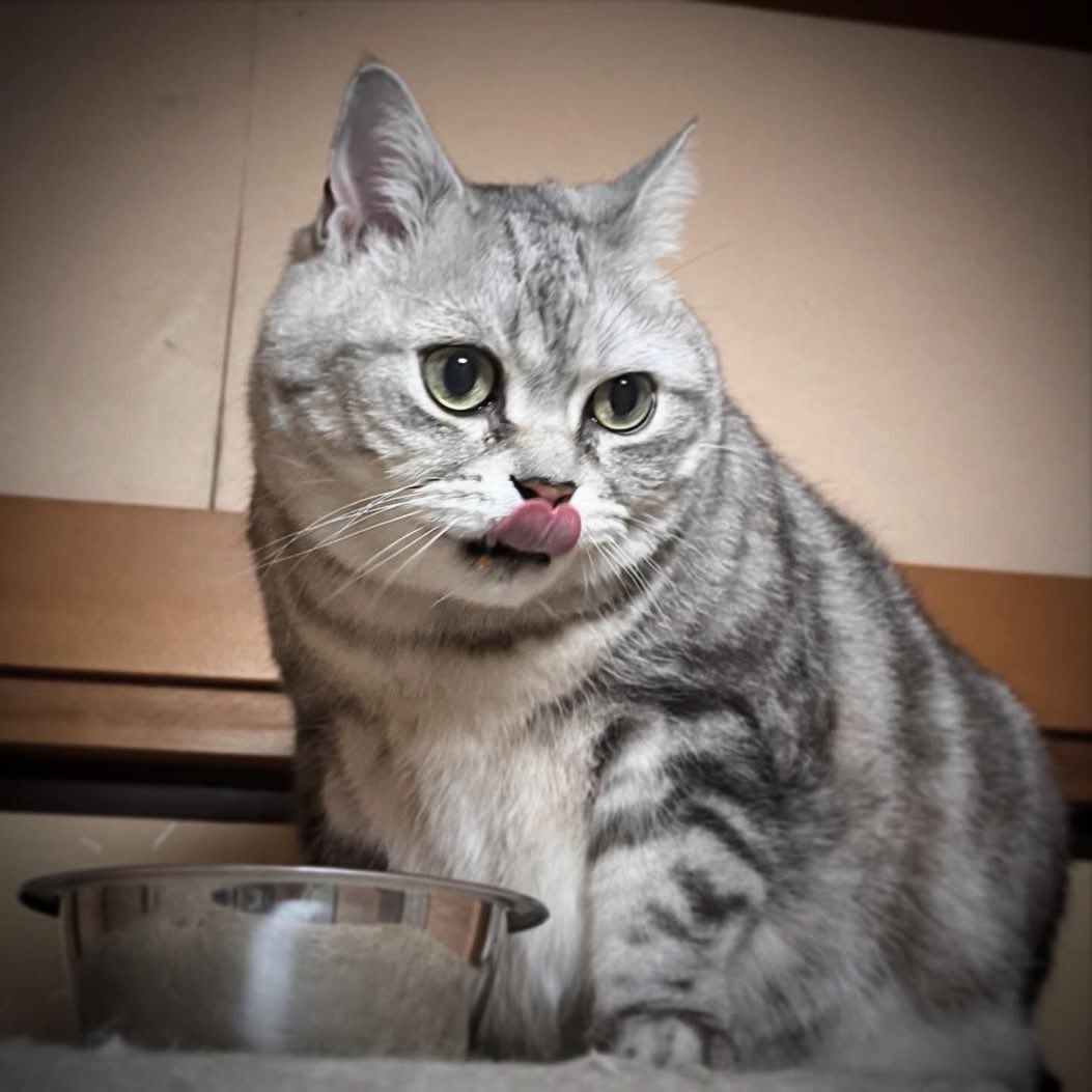 フジモトヨウヘイ tweet media