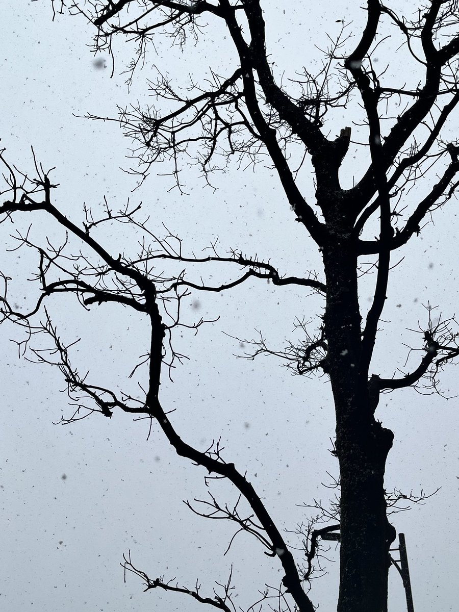 氷炎 スバル 🧊🔥 tweet media