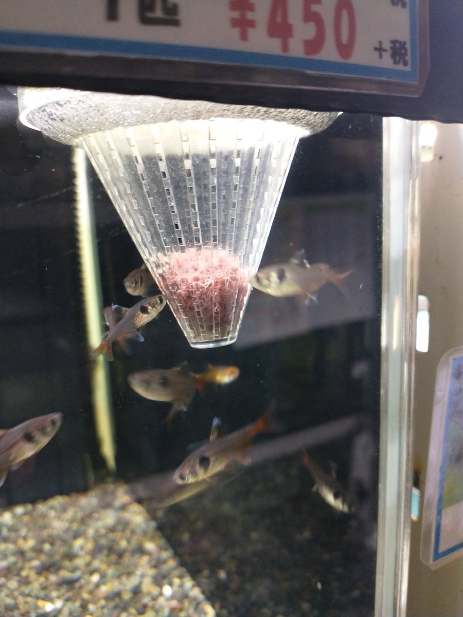 2/7 天気予報通り雪です。でもしっかり営業中〜　イトミミズ コオロギはしっかりあります。＃コオロギ ＃イトミミズ #爬虫類 #熱帯魚  #爬虫類好きの人と繋がりたい #熱帯魚好きと繋がりたい #熱帯魚ショップ  #アクアショップ    #あくあこねくしょん