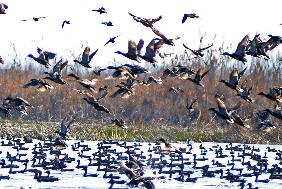 DarKoshal's tweet photo. 🦆❄️#Kashmir’s winters are alive again! From #Hokersar to #Hygam, #Srinagar, thousands of migratory birds returning each year reflect successful wetland restoration & the J&K administration’s strong push for ecological conservation. 🌿
#JammuAndKashmir #EcoTourism #GreenKashmir https://t.co/IVsFFzPpTC