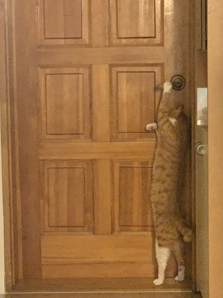 cookiechandesu_'s tweet image. 닫아놔도 걍 퇴근하는 아빠처럼 열고 들어옴