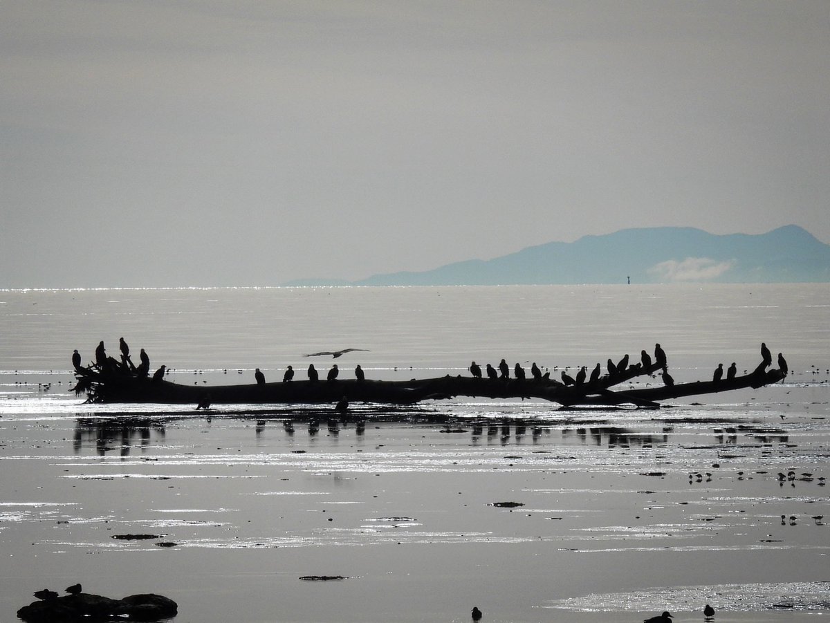 Driftwood ship of eagles on boundary bay Delta BC 🇨🇦Friday 6 Feb 2026 

Struggling to post here on Twitter - please find me on my other social media IG FB Tiktok YouTube Threads etc - @ pacificnorthwestkate or please click here - bio.link/pacificnorthwe…