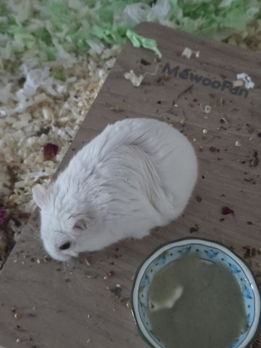 쥐 모양 개웃김