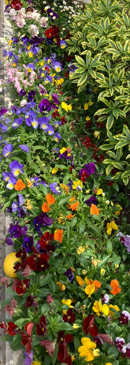 パンジーという花の名前はフランス語のパンセ（思考、考えること）から来ている。明日の選挙はある意味で考えやすい。経済や社会や自然や文化の破壊をめざす現政権の暴政を阻むこと、憲法改悪と原発再稼働を政策とする政党には投票しないこと。その２点を考えただけでも、すぐに投票先を選べる。日々の