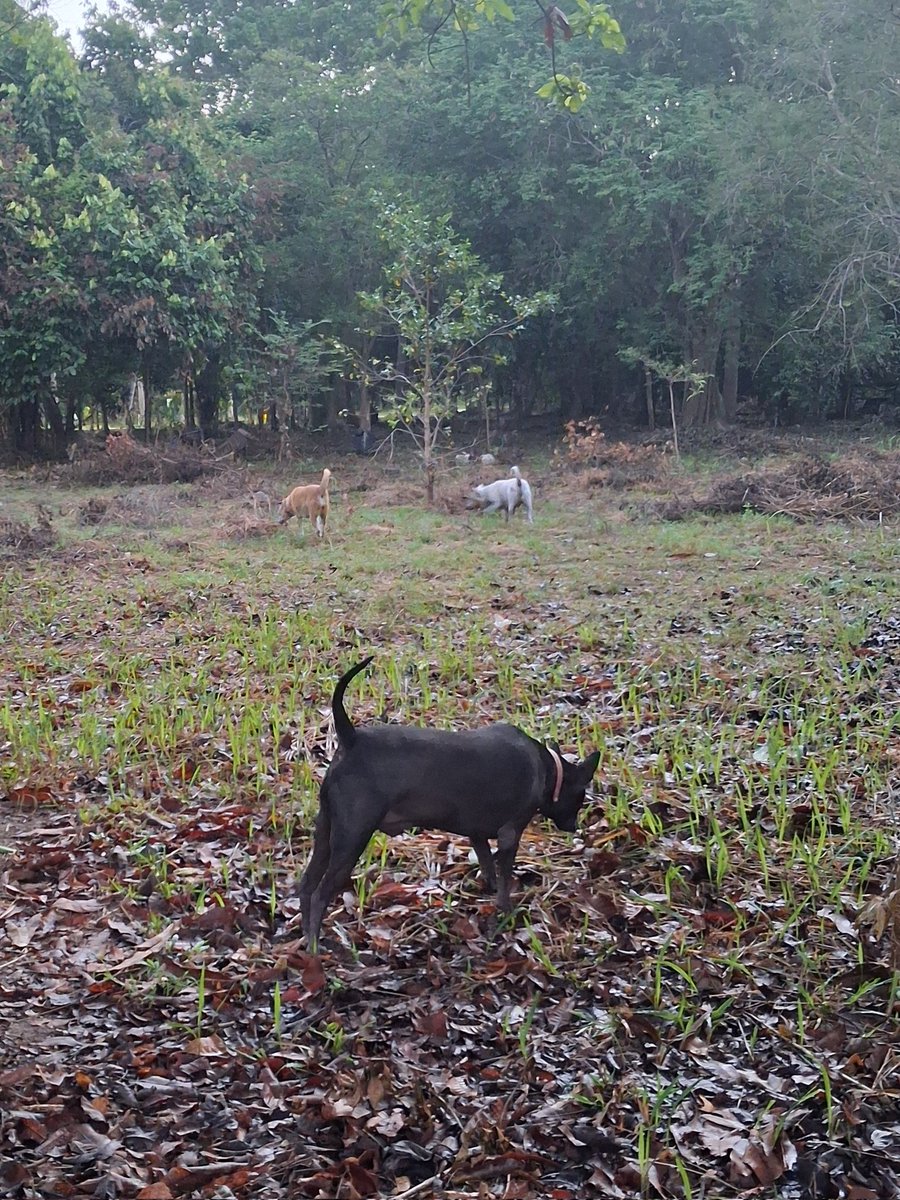 Rebecca รีเบคก้า tweet media