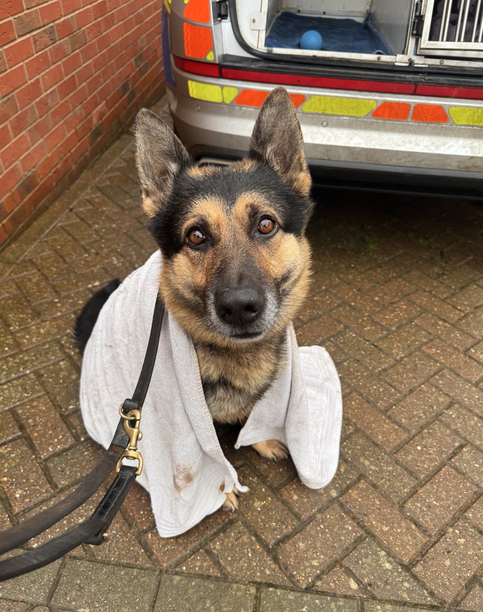 Northants Police Dog Section tweet media