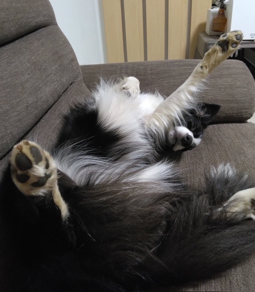 ボーダーコリーかのんと三兄弟 (@SayaFuku0213) / Posts / X