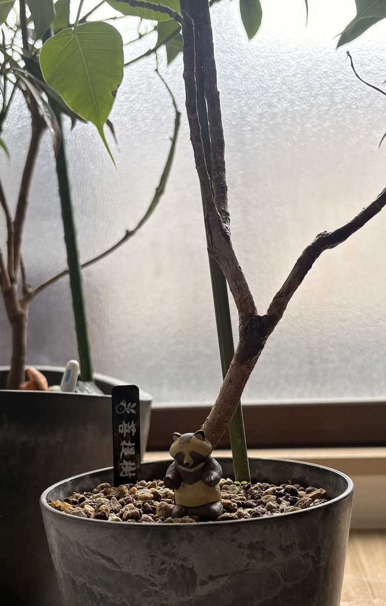 窓際が森。
シキミシキミ菩提樹シキミシキミ、外にアイビー