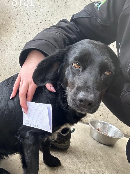 🟢 🐶 Chien trouvé le 03/02/2026 à Teillay (35).
Femelle / Identifié(e) : Non

☎️ 02 99 60 92 22
📧  betton@sacpa.fr

#VigiPets #chienperdu #chientrouve #chien #perdu #trouve