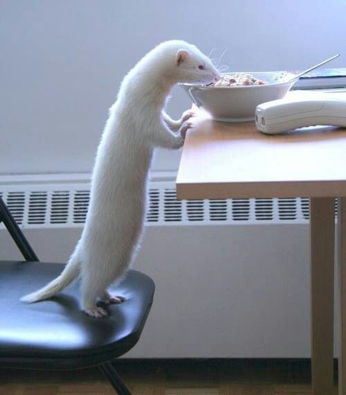 Okay, now I can stop sketch-bombing for a while [ - ^ - ]
It's Uraume btw