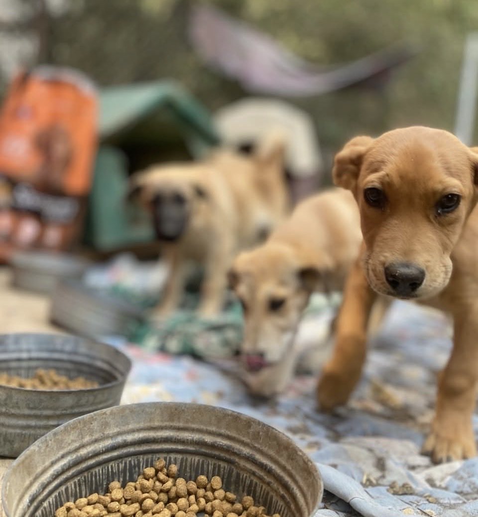 Hola amigos!!
Andamos buscando madrinas y padrinos mágicos para poder pagar nuestro espacio de amor! Nuestra renta… Para nosotros es muy importante conservar este lugar y nos urge un poco pagar. Si en tu corazón y posibilidades está, por favor, échennos una patitas de ayuda.