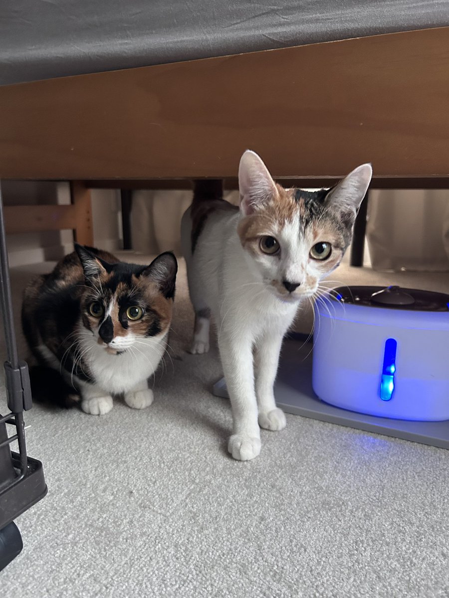 sen_verano's tweet photo. 実は1ヶ月ほど前から家に猫がいます https://t.co/gh9yNoHVTW