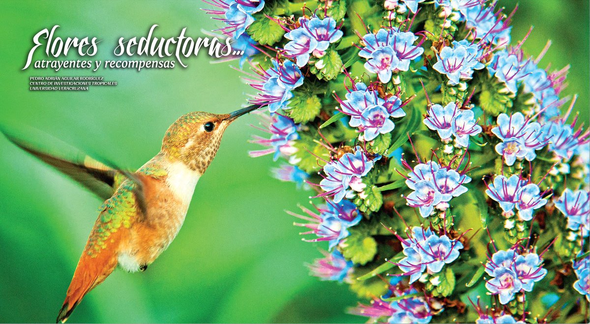 🪻Las flores son maestras de la seducción: colores brillantes, aromas irresistibles y néctar dulce que atrae a colibríes, abejas y murciélagos. Un espectáculo natural que sostiene la biodiversidad. 🌎
Lee más en el artículo de la Revista Especies en:
naturalia.org.mx/publicaciones/…