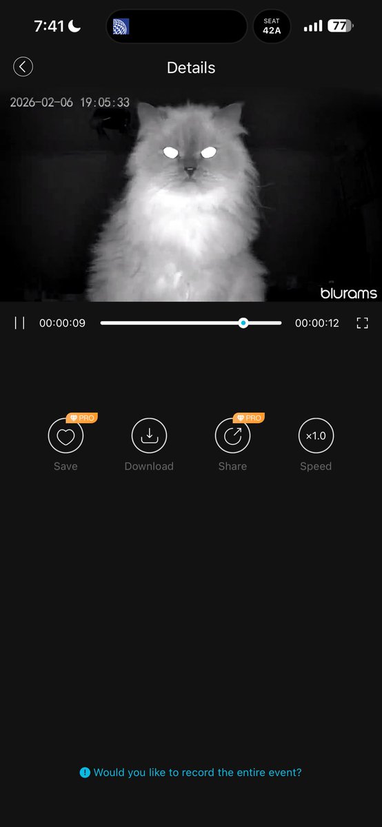 Fui a revisar la cámara a ver que estaba haciendo mi gata y ella me estaba vigilando a mí.
