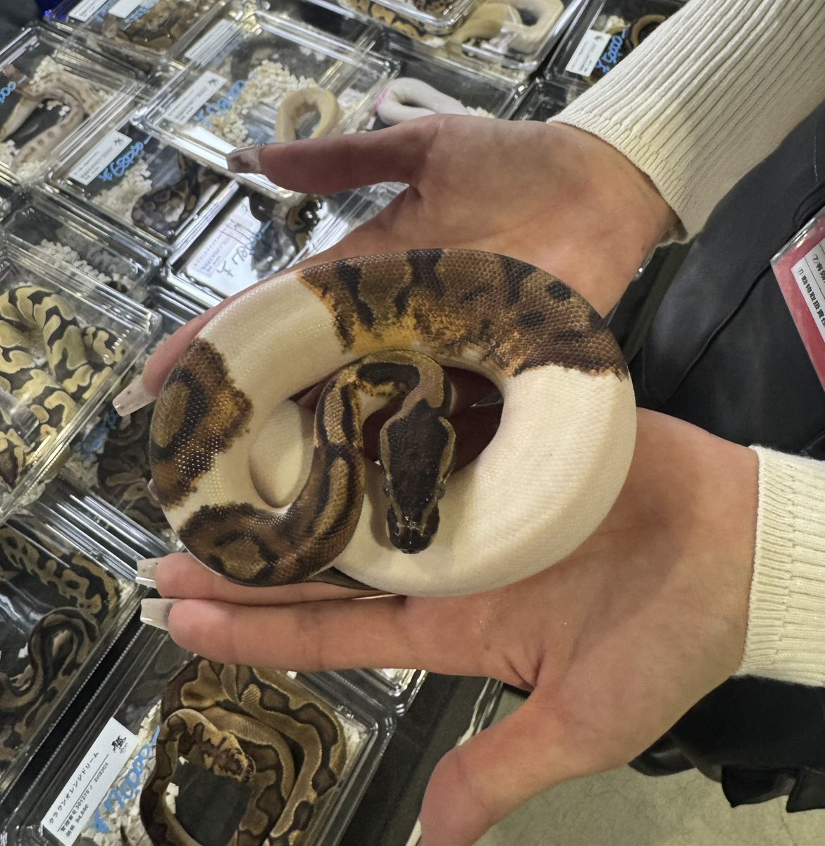 雅 Reptiles tweet media