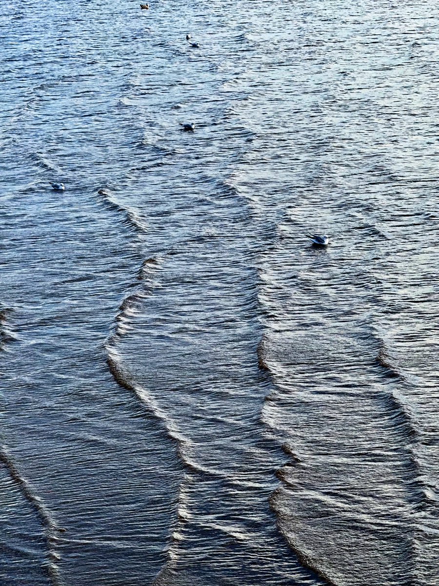 BearfaceBrenda's tweet image. #Undulating waves on the lake in the park on a windy day. They don’t look very big until you realise that those little dots on the water are actually kittiwakes! 

#DailyPictureTheme