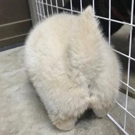 tercent's tweet image. 酸っぱい速さ 🐏